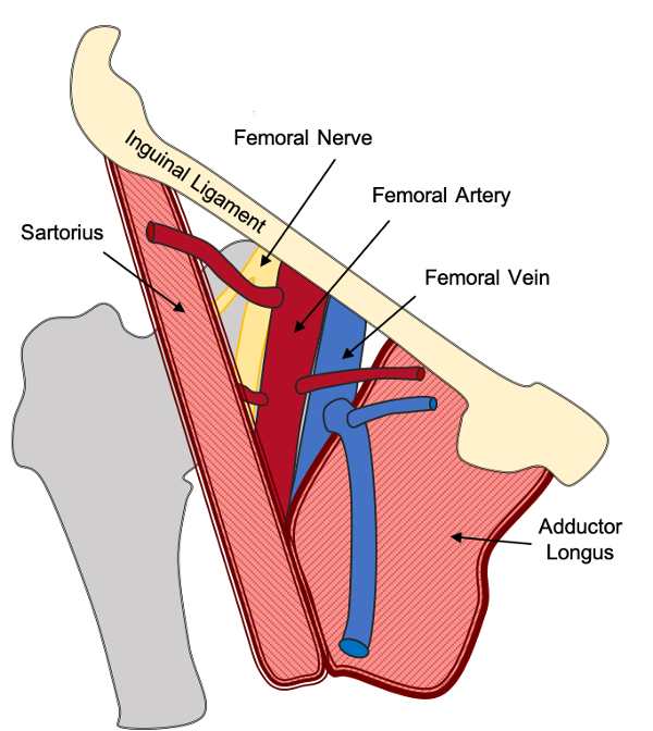 Femoral Artery And Vein